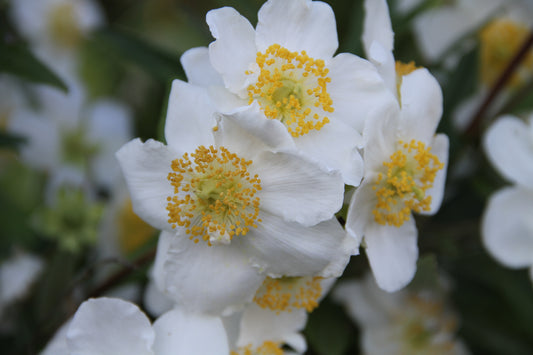 Carpenteria californica