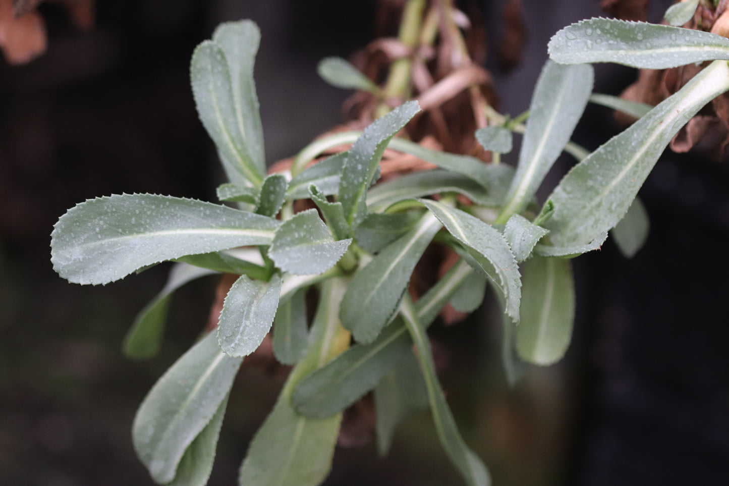 Grindelia stricta ssp. platyphylla 'Mendocino'