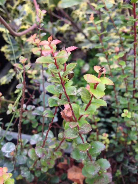 *RETAIL - Vaccinium ovatum 'Huckleberry Hill'