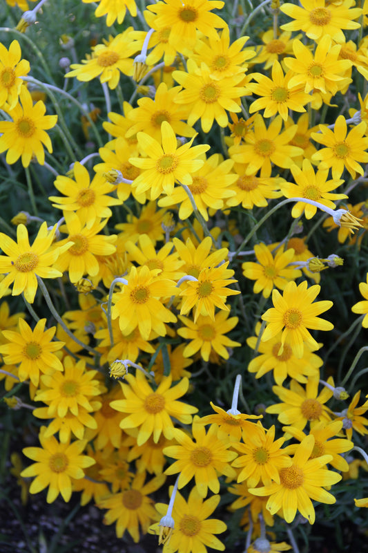 *RETAIL - Eriophyllum lanatum 'Siskiyou'