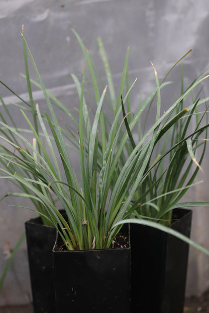 Iris cretensis 'Kotsifou Gorge'