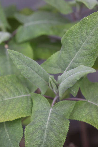 *RETAIL - Lepechinia hastata