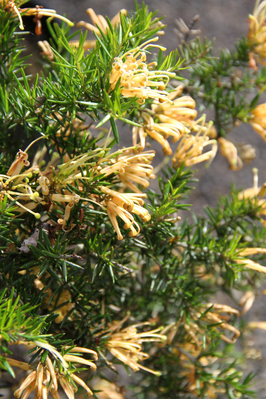 *RETAIL - Grevillea juniperina 'Molonglo'
