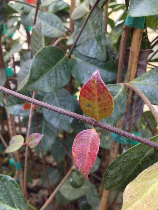 *RETAIL - Trachelospermum 'Cliff Parks'