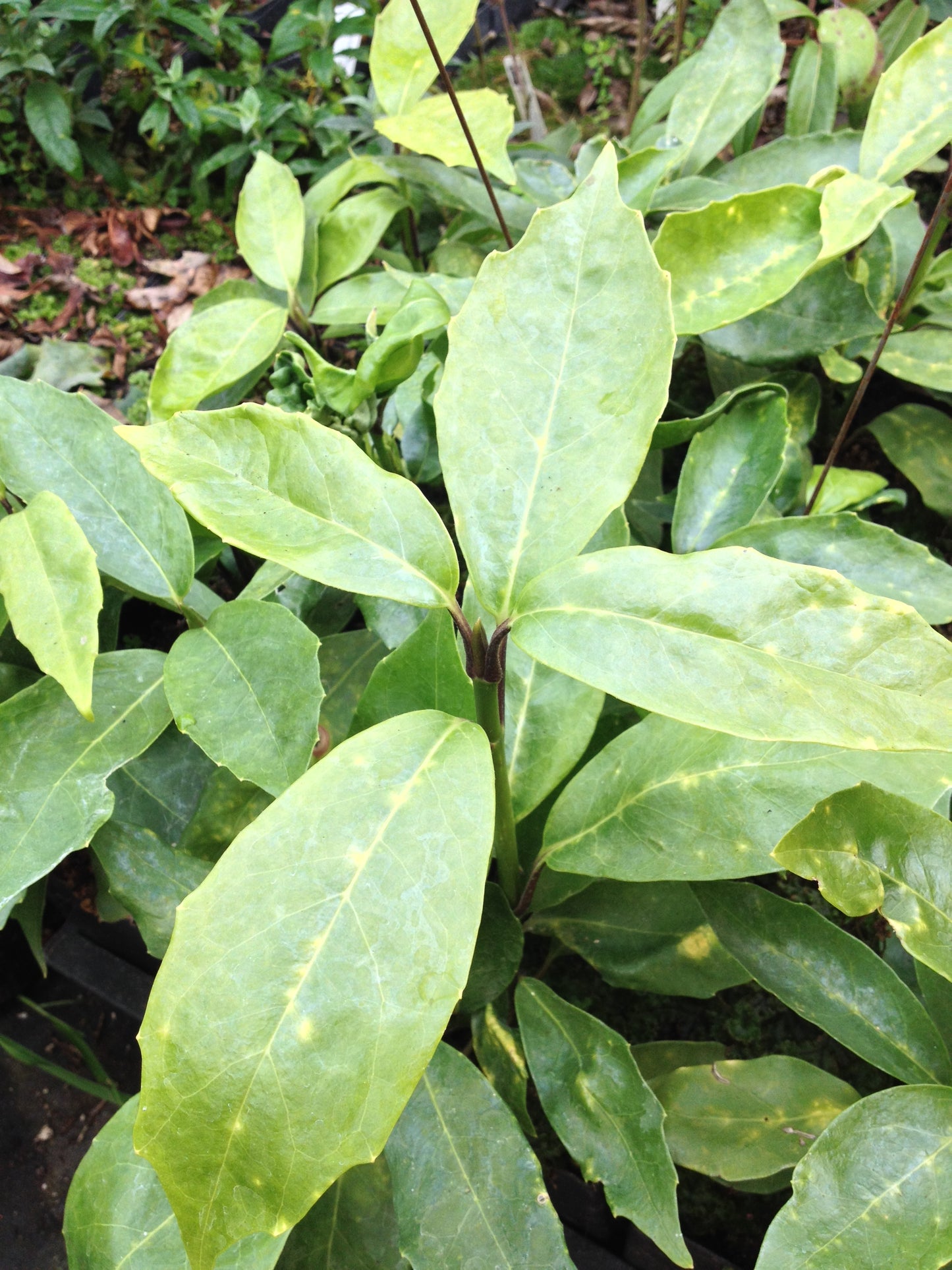 *RETAIL - Aucuba japonica 'Tatsumaki'