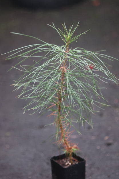 Pinus attenuata