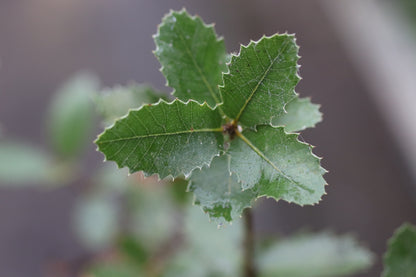 Quercus chrysolepis