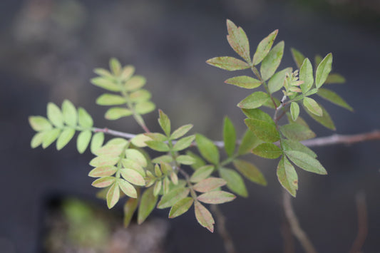 Rhus microphylla 'The Ranch' [Sanderson, TX]