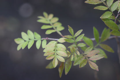 Rhus microphylla 'The Ranch' [Sanderson, TX]