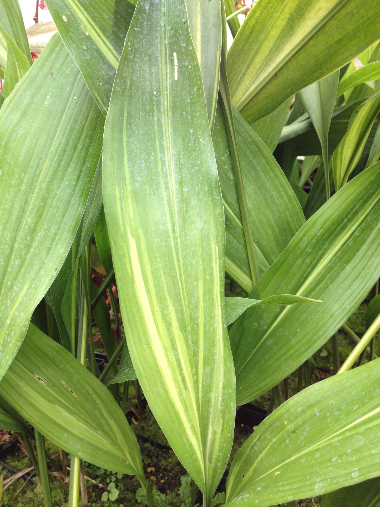 *RETAIL - Aspidistra elatior 'Gold Strike'