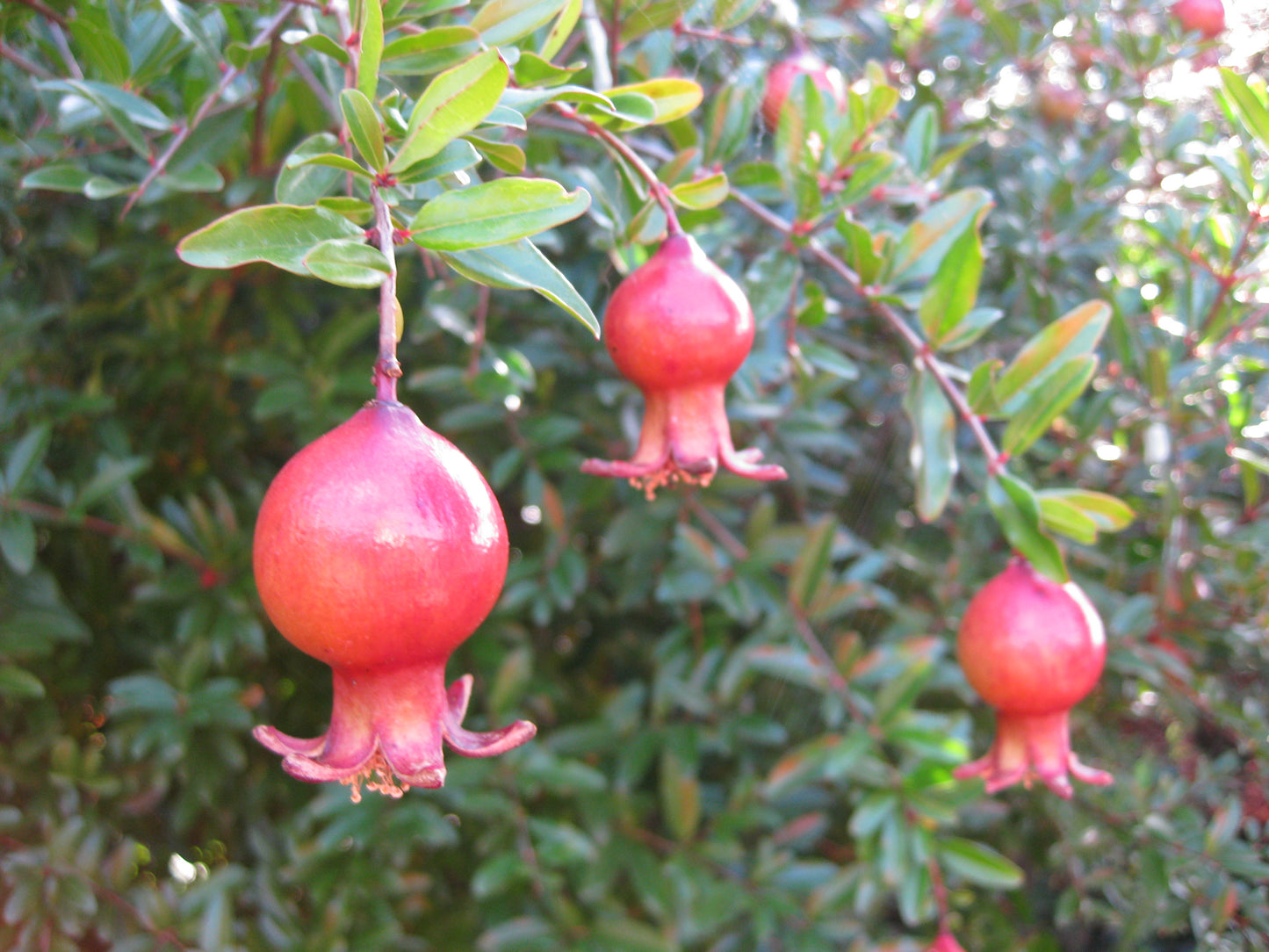 *RETAIL - Punica granatum 'Wonderful'