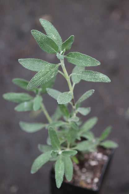 Salvia 'Calamity Jane'