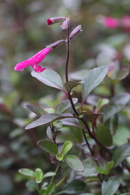 Salvia buchananii 'Velvet Slipper'