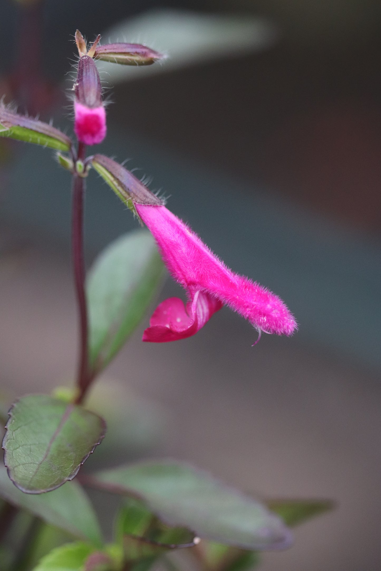 Salvia buchananii 'Velvet Slipper'