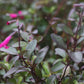 Salvia buchananii 'Velvet Slipper'