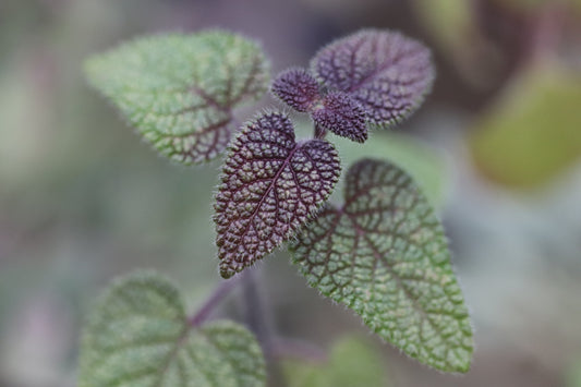 *RETAIL - Salvia disjuncta