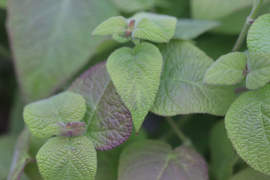 Salvia dombeyi