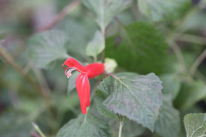 *RETAIL - Salvia regla 'Jame'