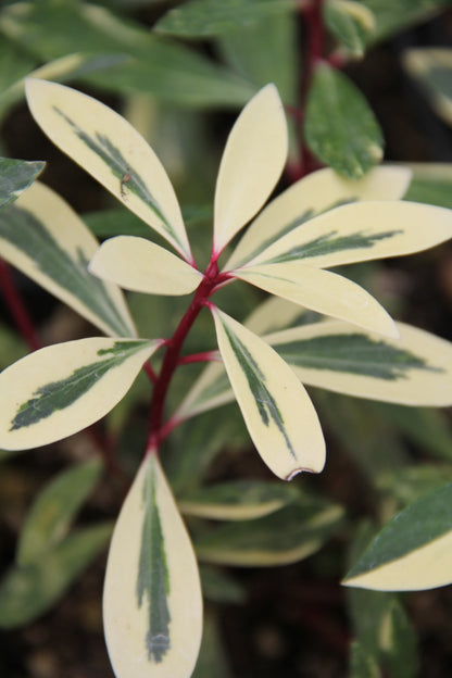 *RETAIL - Drimys lanceolata 'Suzette'