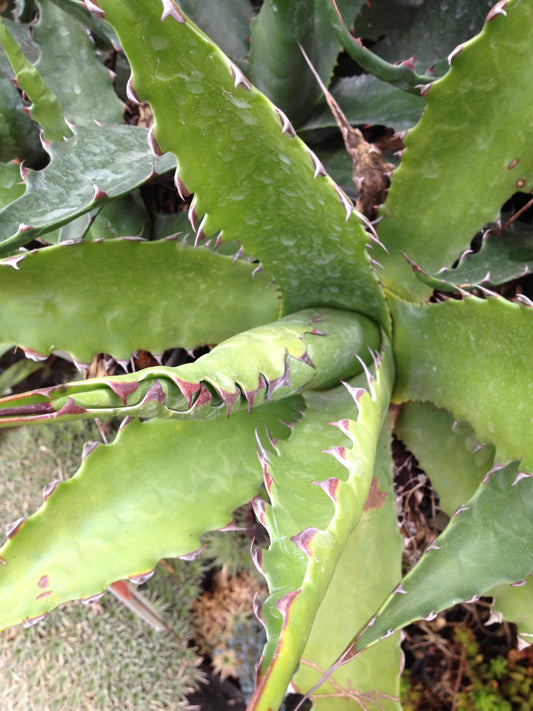 *RETAIL - Agave gentryi 'Jaws'