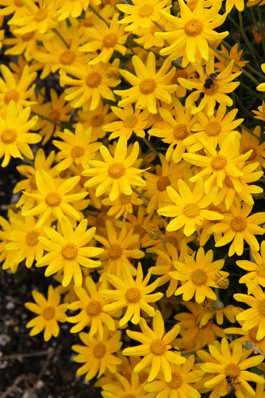 *RETAIL - Eriophyllum lanatum 'Takilma Gold'