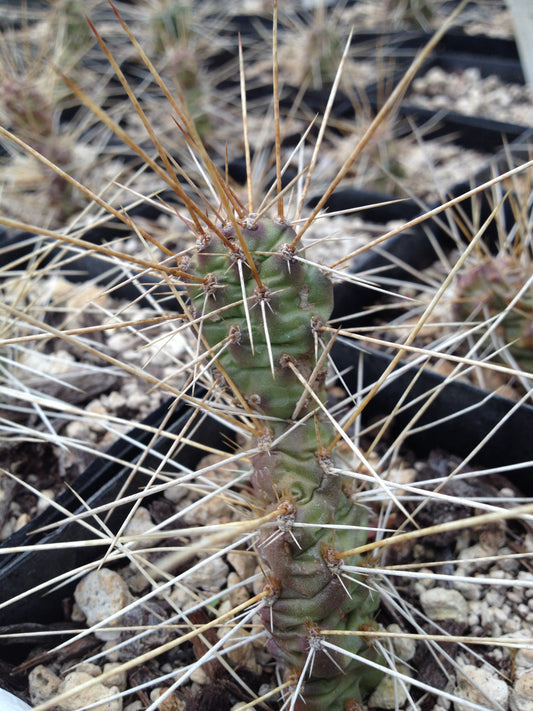 *RETAIL - Opuntia 'Metolius'