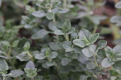 Teucrium aureum