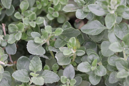 Teucrium aureum