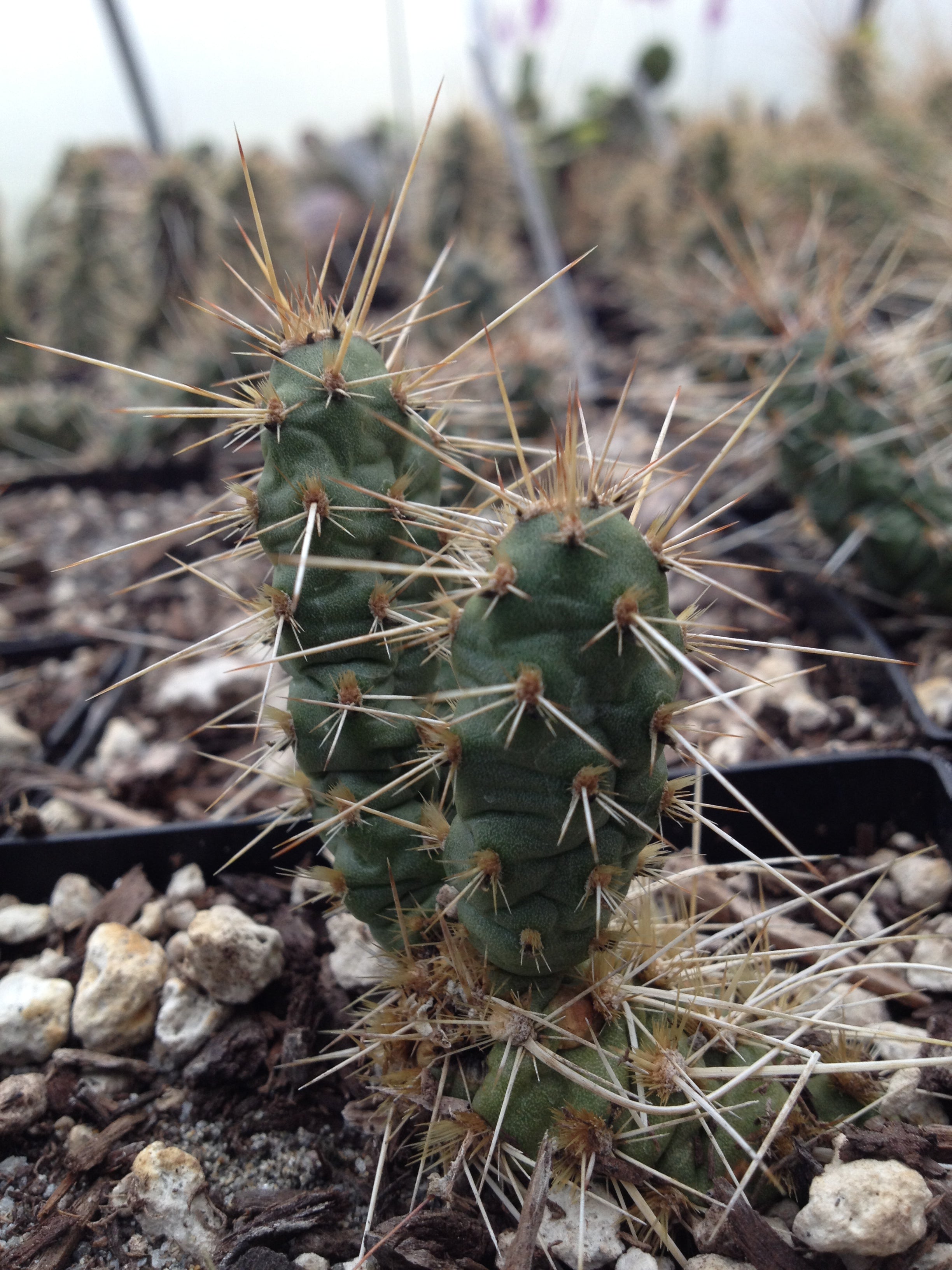 Cistus Nursery Opuntia fragilis - Thumbnail 5