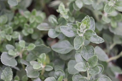 Teucrium aureum