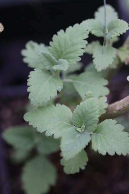 *RETAIL - Teucrium betonicum