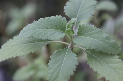 *RETAIL - Teucrium betonicum