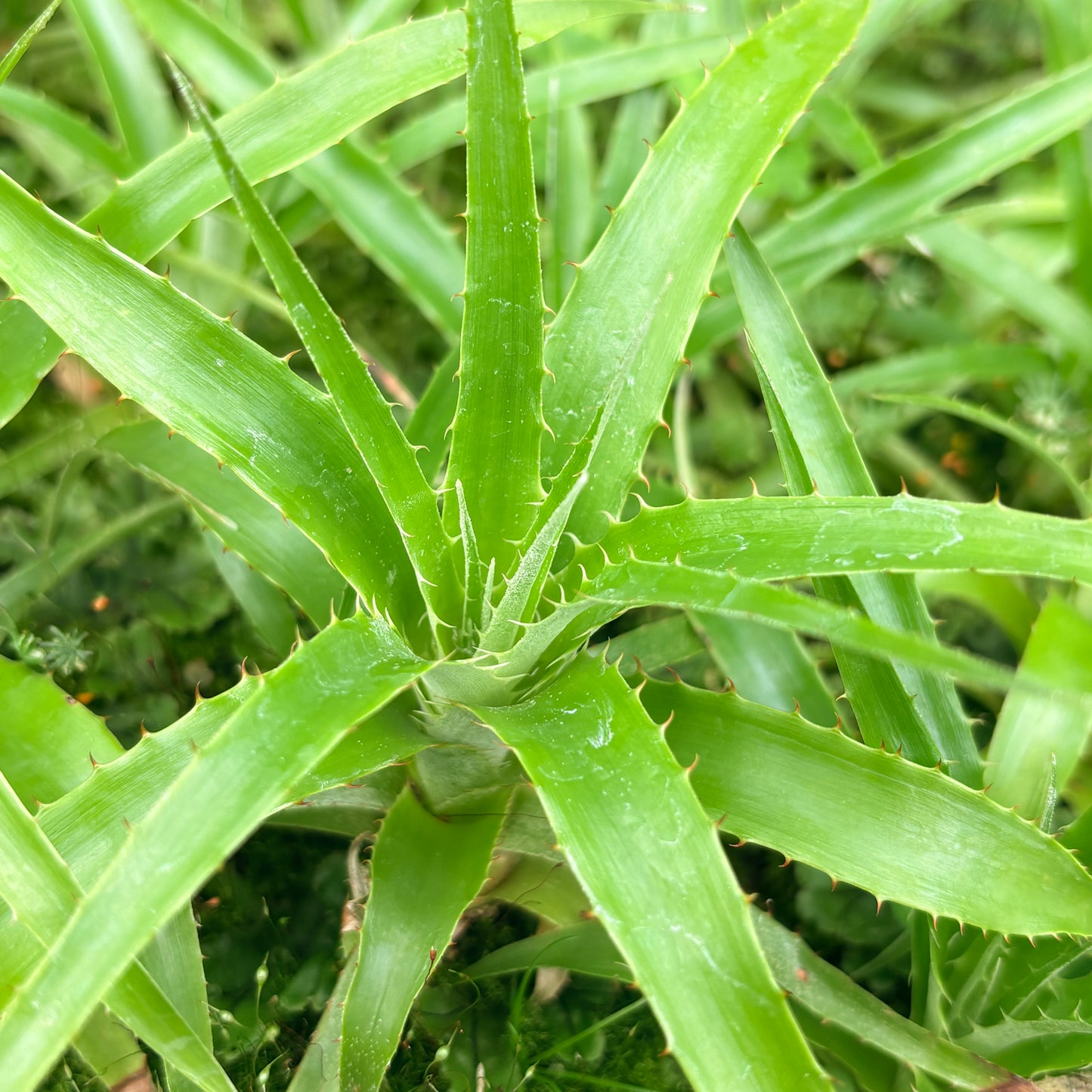 Puya dyckioides