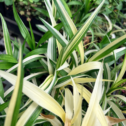 Reineckea carnea 'Variegata'