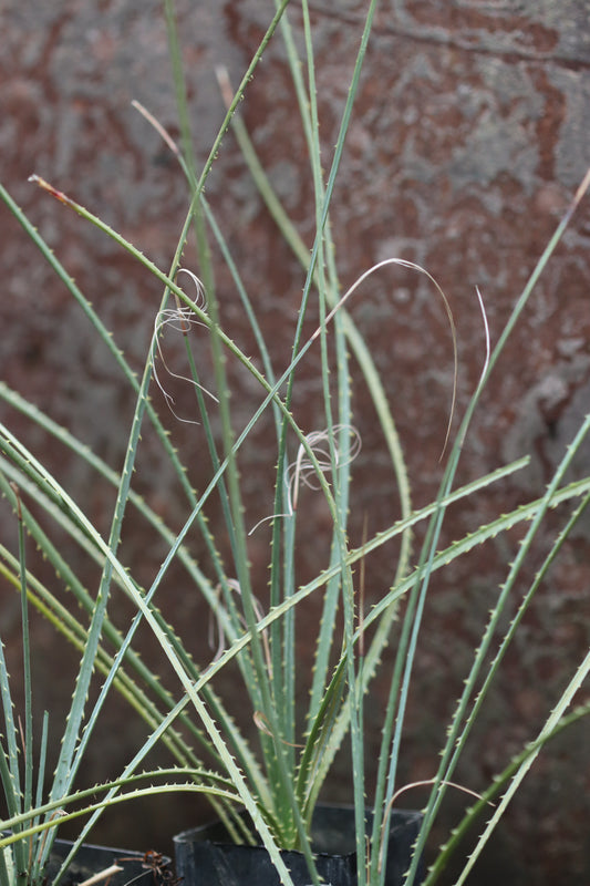 Dasylirion leiophyllum - Eagle Mtns, TX