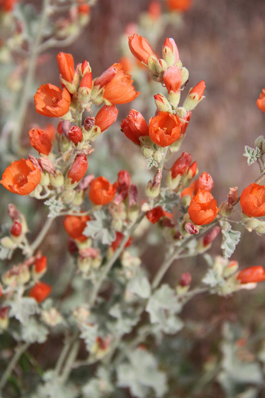 *RETAIL - Sphaeralcea munroana