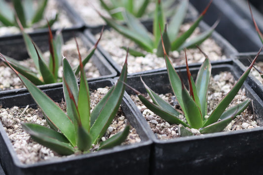 *RETAIL - Agave pelona