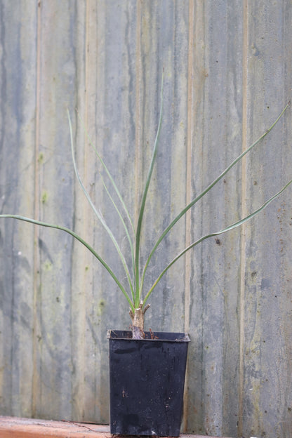 Yucca angustissima [San Juan Co, UT]