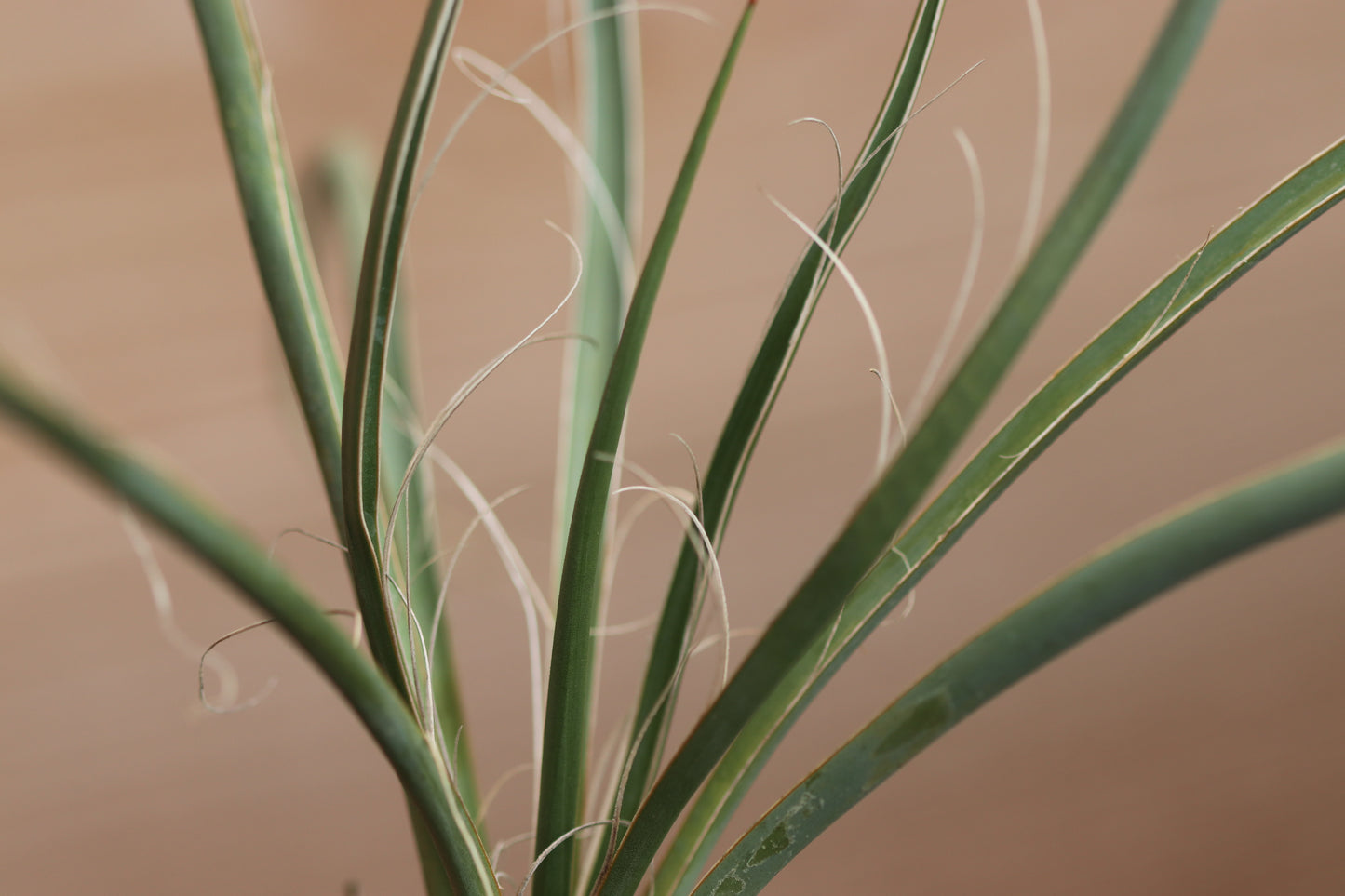 *RETAIL - Yucca elata var. utahensis [Wa. Co, UT]