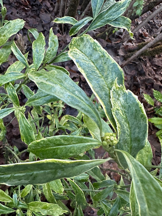 *RETAIL - Aucuba japonica 'Pepper Cream'