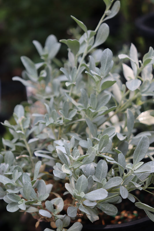*RETAIL - Atriplex gardneri