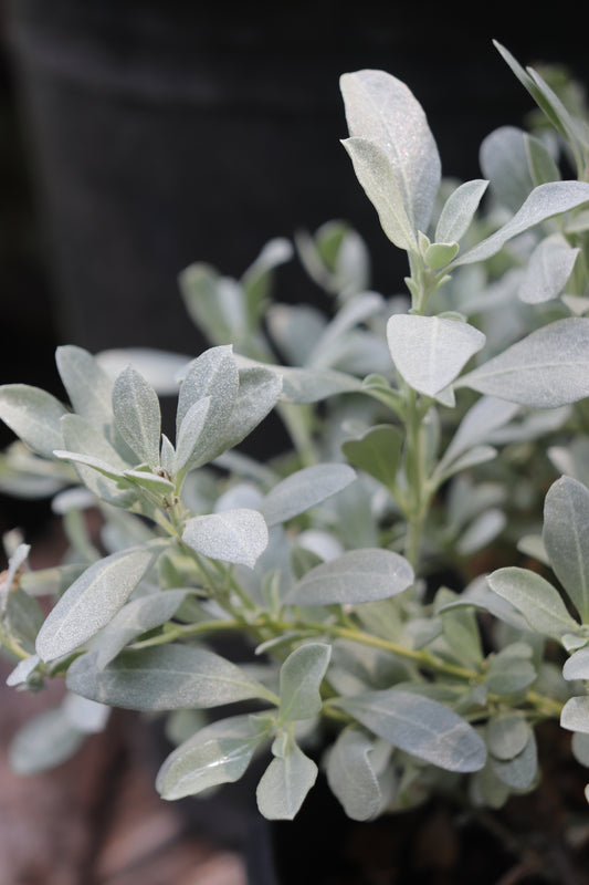 *RETAIL - Atriplex confertifolia