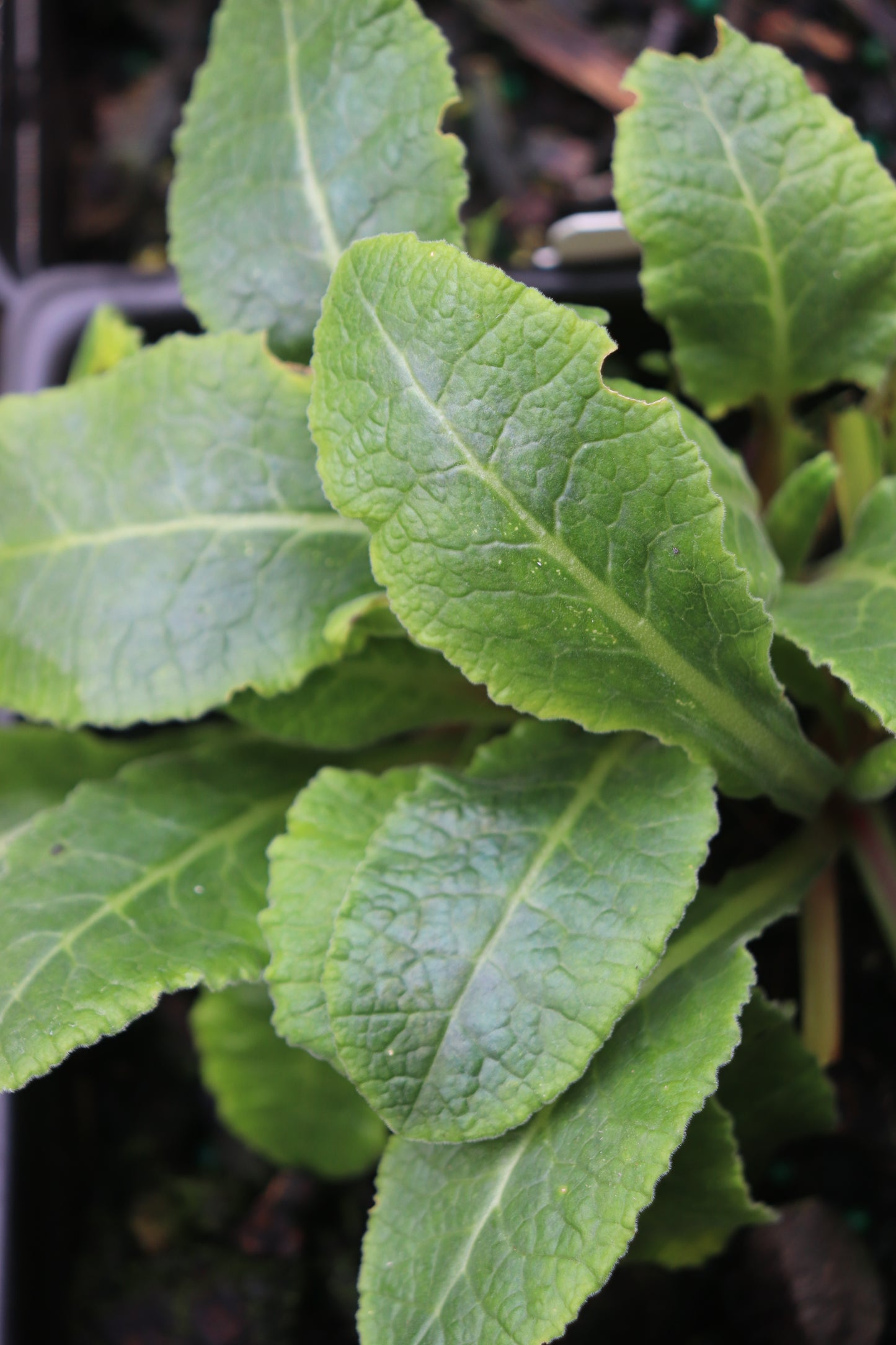 *RETAIL - Primula veris