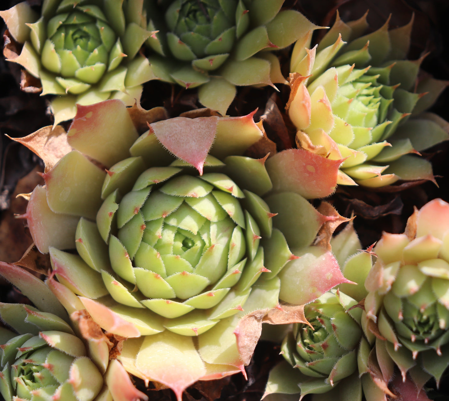 *RETAIL - Sempervivum 'Lipari'