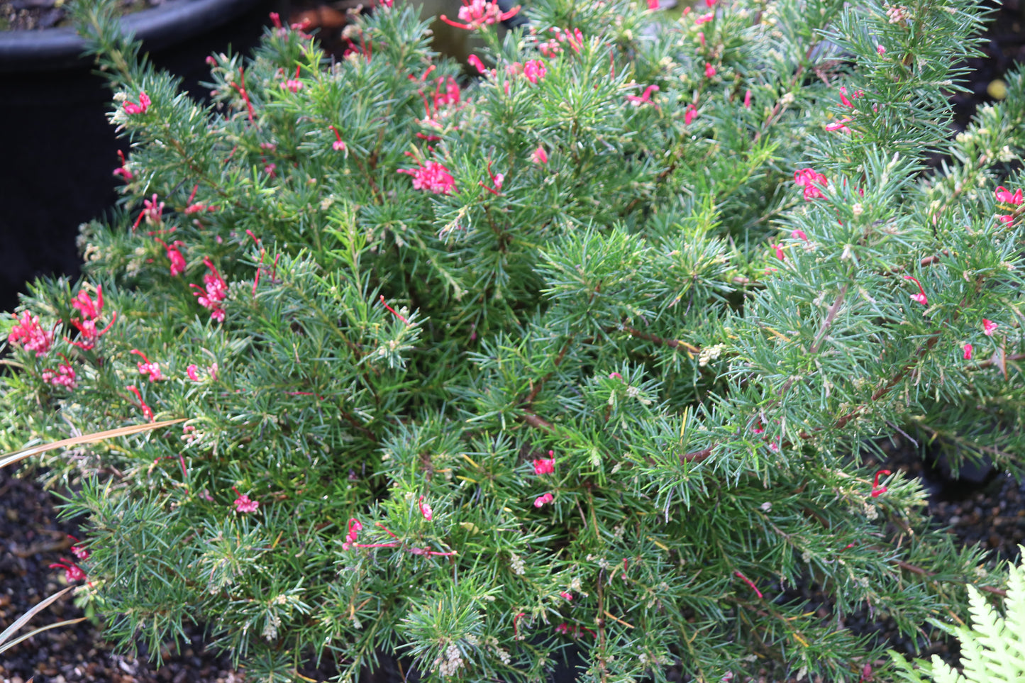*RETAIL - Grevillea 'Canberra Gem'
