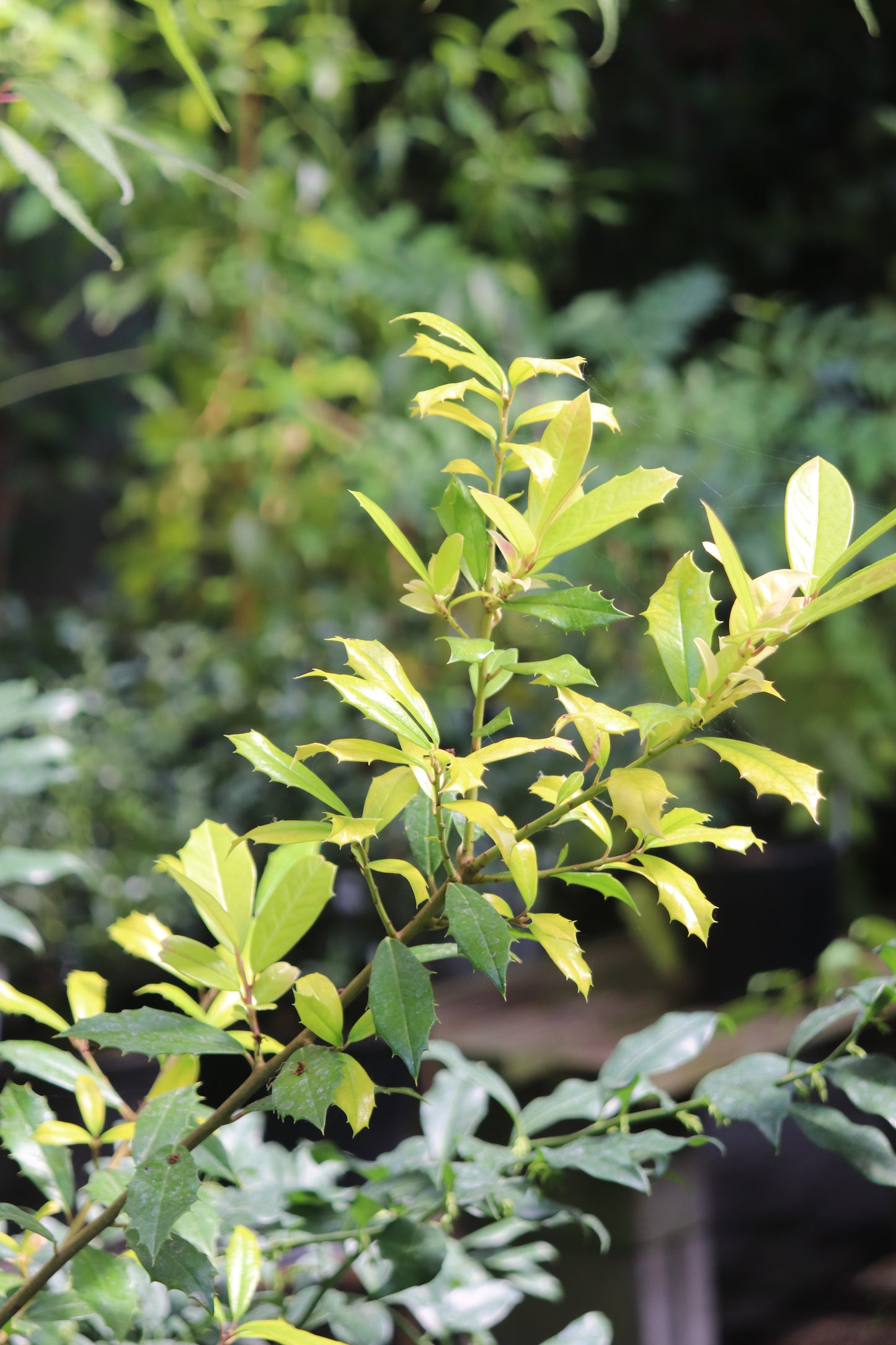 Ilex x attenuata 'Sunny Foster'