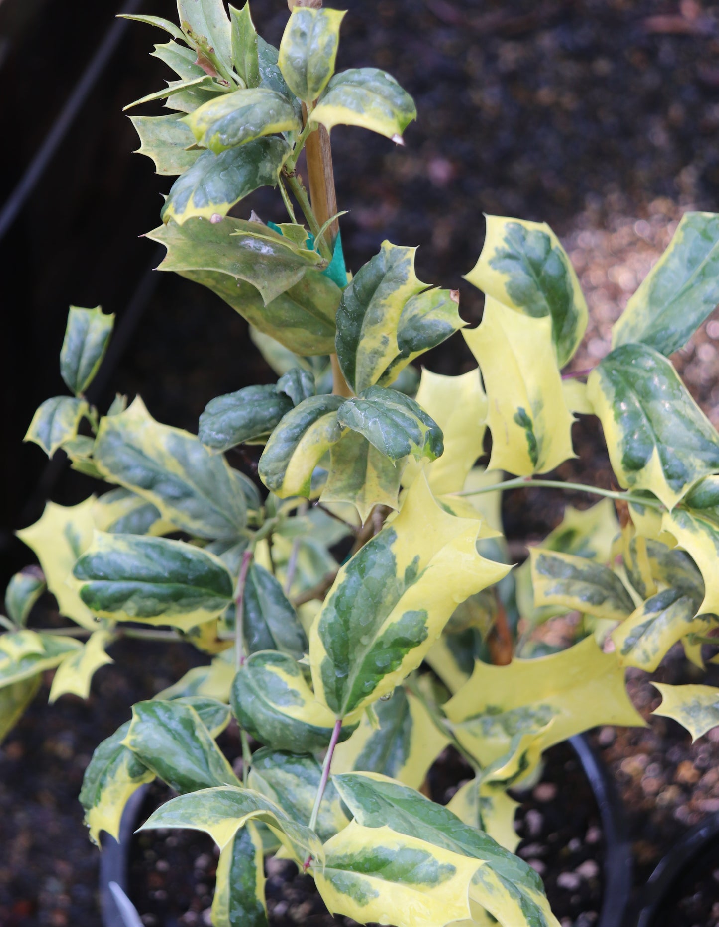 *RETAIL - Ilex x 'Philip Watson'