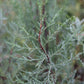 Cupressus macnabiana  [Walker Rd. blue]