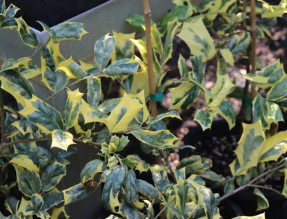 *RETAIL - Ilex x 'Philip Watson'