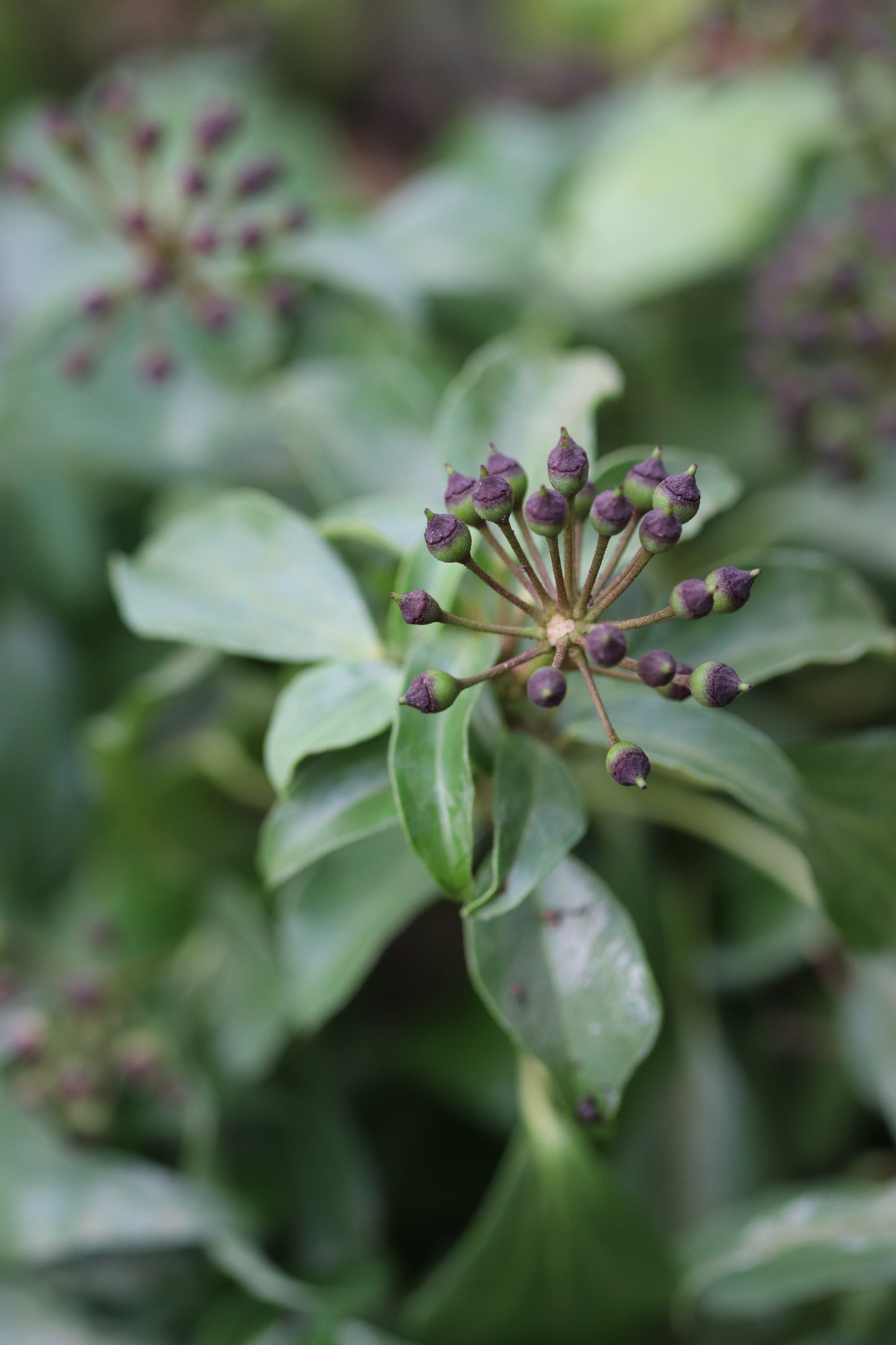 Hedera nepalensis - adult form